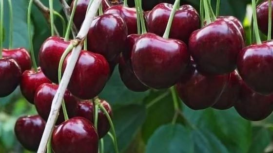 Fruit Picking in Ballarat