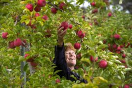 Fruit Picking in Bendigo