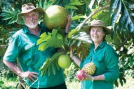 Fruit Picking in Cairns