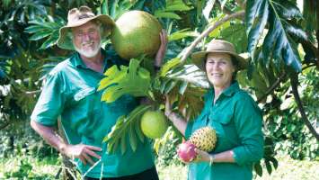 Fruit Picking in Cairns