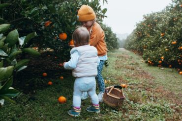 Fruit Picking in Central Coast