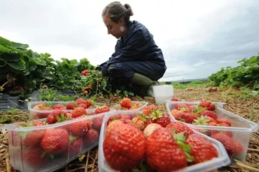 Fruit Picking in Newcastle