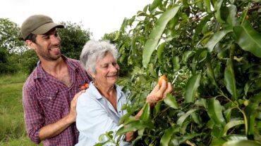 Fruit Picking in Townsville