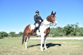 Horse Riding in Townsville