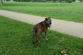 Kenrick Street Park Gordonvale