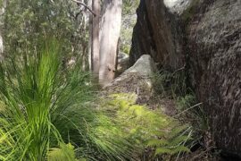 Kincumba Mountain Reserve Kincumber