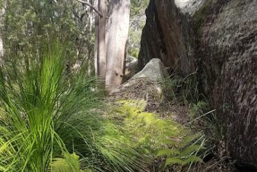 Kincumba Mountain Reserve Kincumber