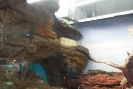 Luke's Reptile Kingdom Carrara