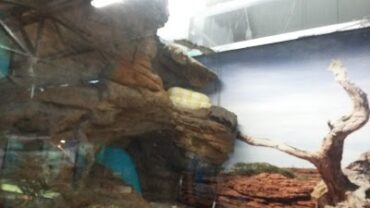 Luke's Reptile Kingdom Carrara