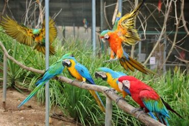 Maleny Botanic Gardens & Bird World Maleny