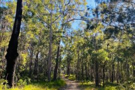 Nerang National Park Nerang