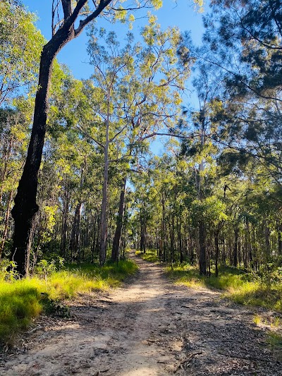 Nerang National Park Nerang