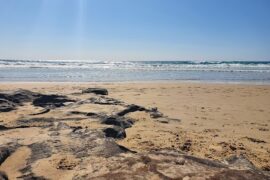 Off leash dog beach Coolum Beach