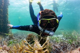 Snorkelling Locations in Adelaide