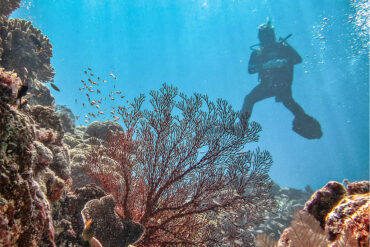 Snorkelling Locations in Bendigo