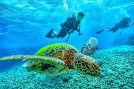 Snorkelling Locations in Darwin