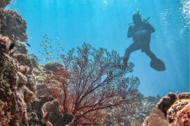 Snorkelling Locations in Geelong