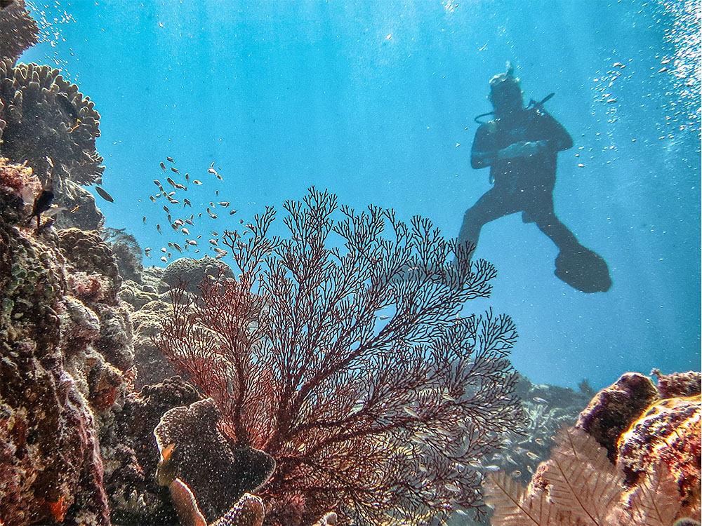 Snorkelling Locations in Geelong