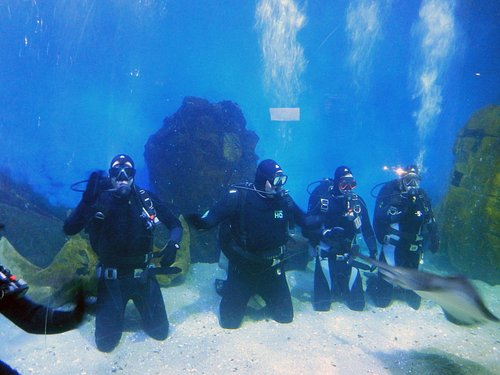 Snorkelling Locations in Melbourne