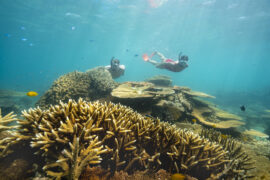 Snorkelling Locations in Townsville