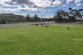 Speers Point Fenced Dog Exercise Area Speers Point