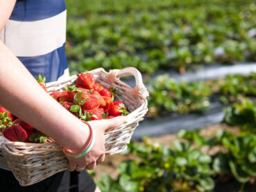 Strawberry Picking Places in Adelaide