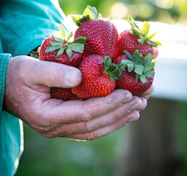 Strawberry Picking Places in Albury-Wodonga