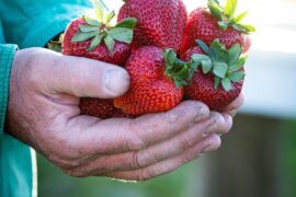 Strawberry Picking Places in Bendigo