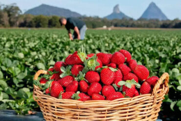 Strawberry Picking Places in Brisbane