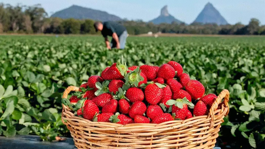 Strawberry Picking Places in Brisbane