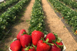 Strawberry Picking Places in Cairns