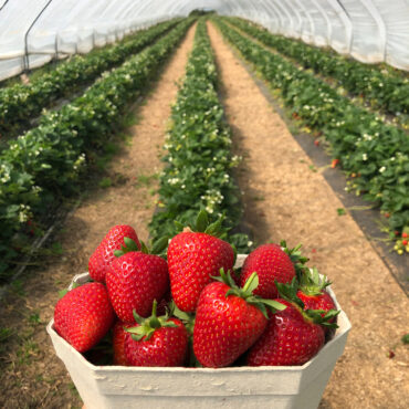 Strawberry Picking Places in Cairns