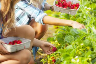 Strawberry Picking Places in Canberra