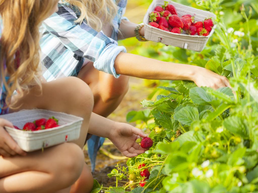 Strawberry Picking Places in Canberra