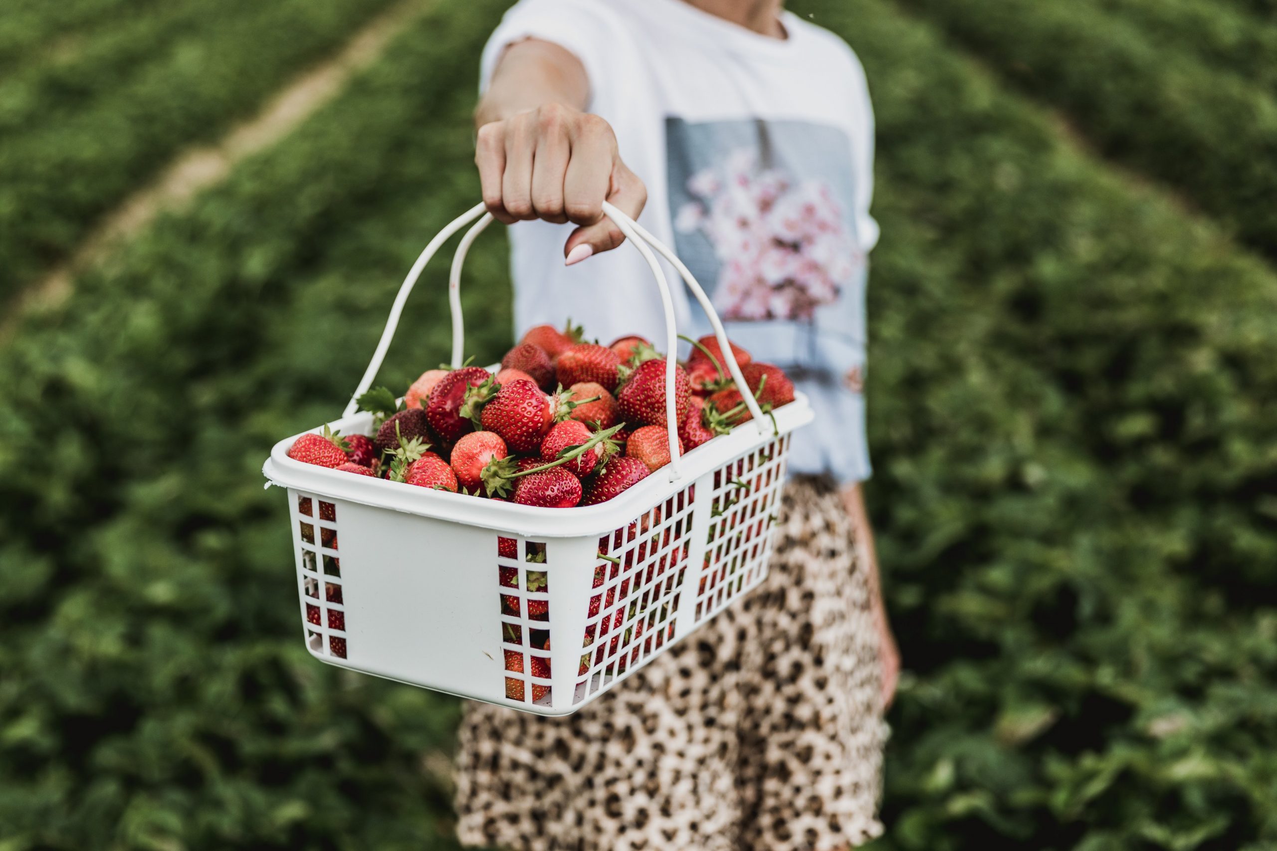 Strawberry Picking Places in Geelong