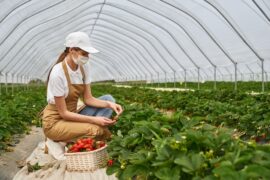 Strawberry Picking Places in Launceston