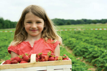 Strawberry Picking Places in Melbourne