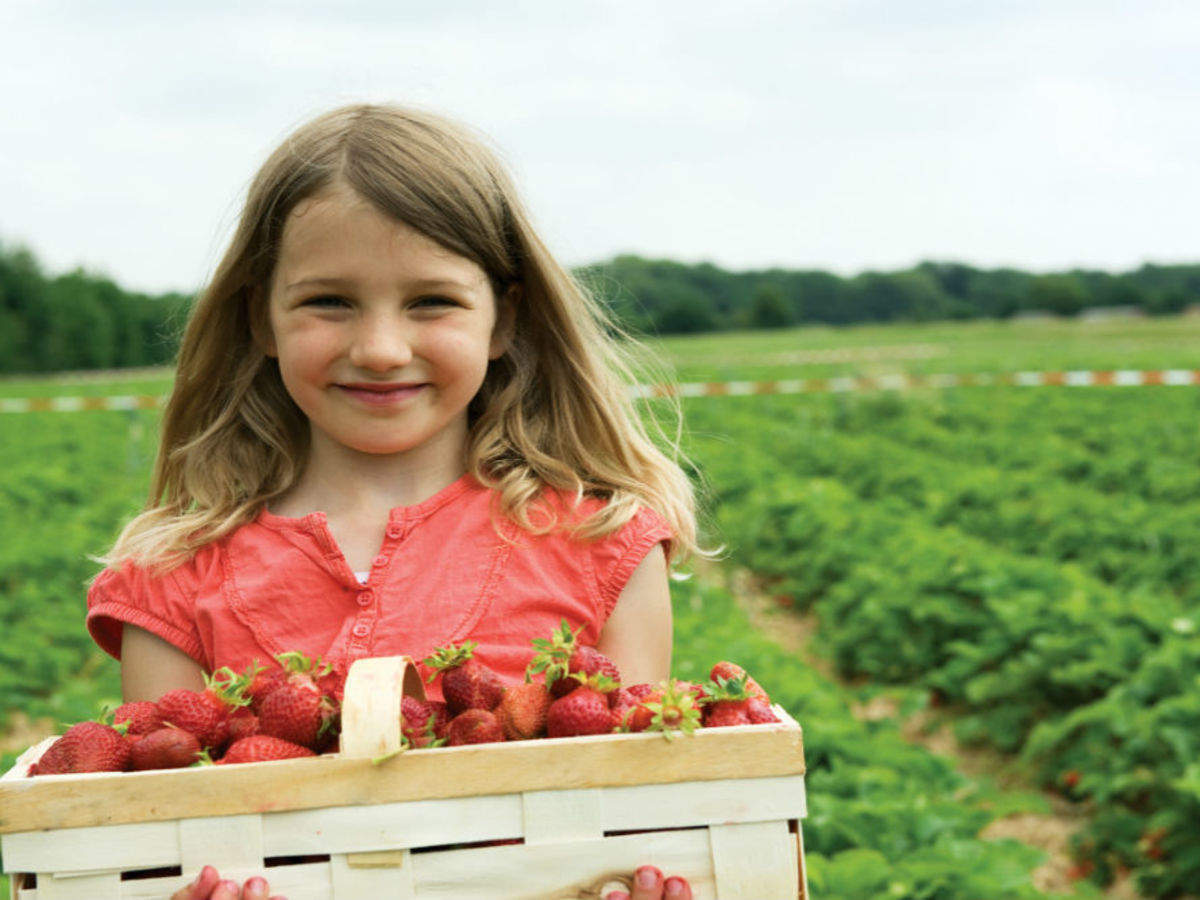 Strawberry Picking Places in Melbourne