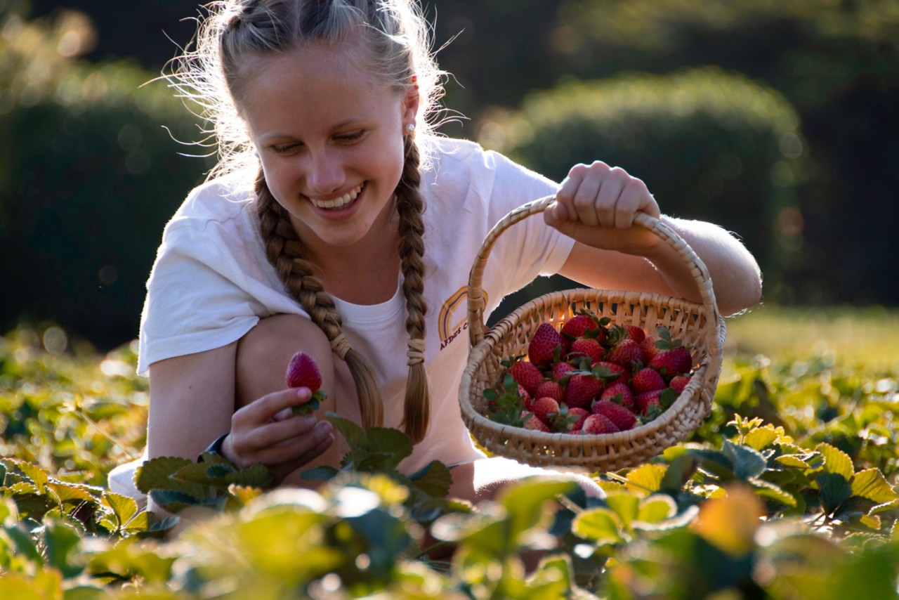 Strawberry Picking Places in Townsville