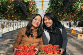 Strawberry Picking Places in Wollongong