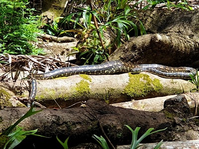 Upper track Maleny