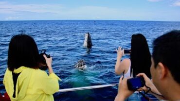 Whales In Paradise Surfers Paradise