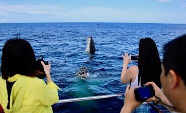 Whales In Paradise Surfers Paradise