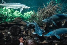 Zoos, Animal Farms and Aquariums in Newcastle