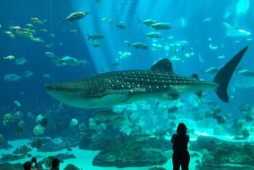 Zoos, Animal Farms and Aquariums in Townsville