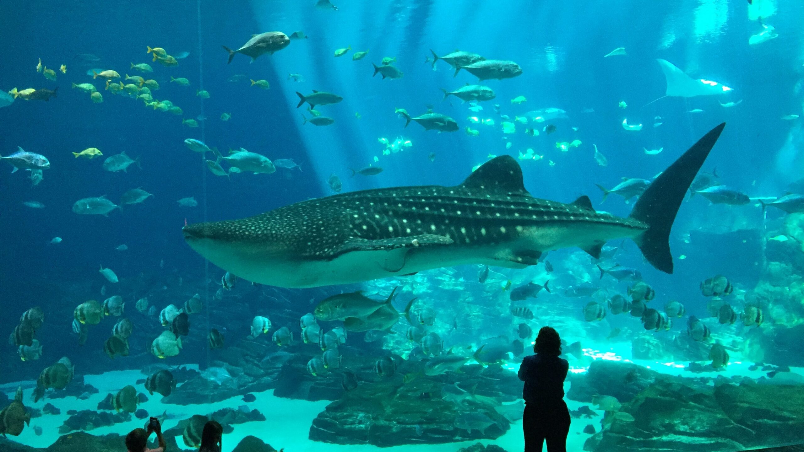 Zoos, Animal Farms and Aquariums in Townsville