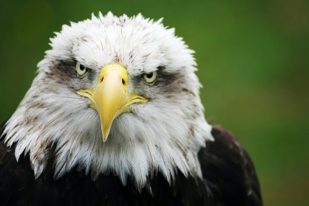 australian eagles