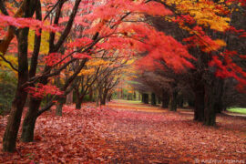 autumn leaves blue mountains