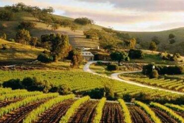 barossa wineries