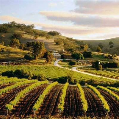 barossa wineries